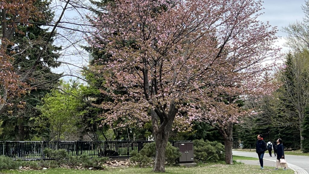 Nakajima Park