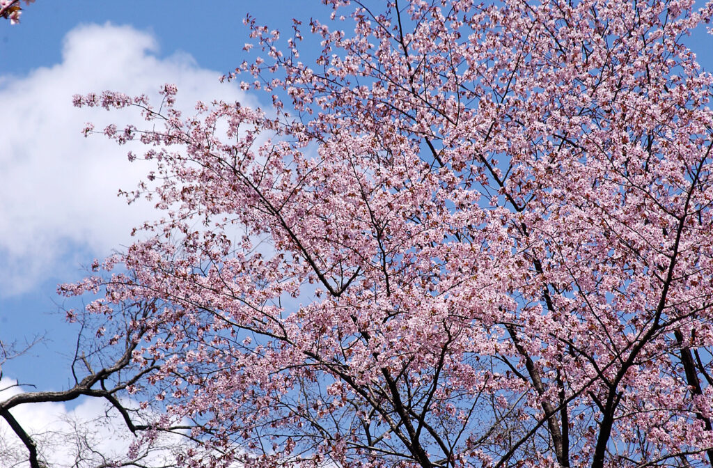 Maruyama Park