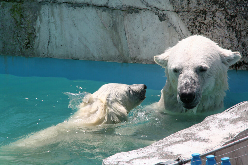 Maruyama Zoo