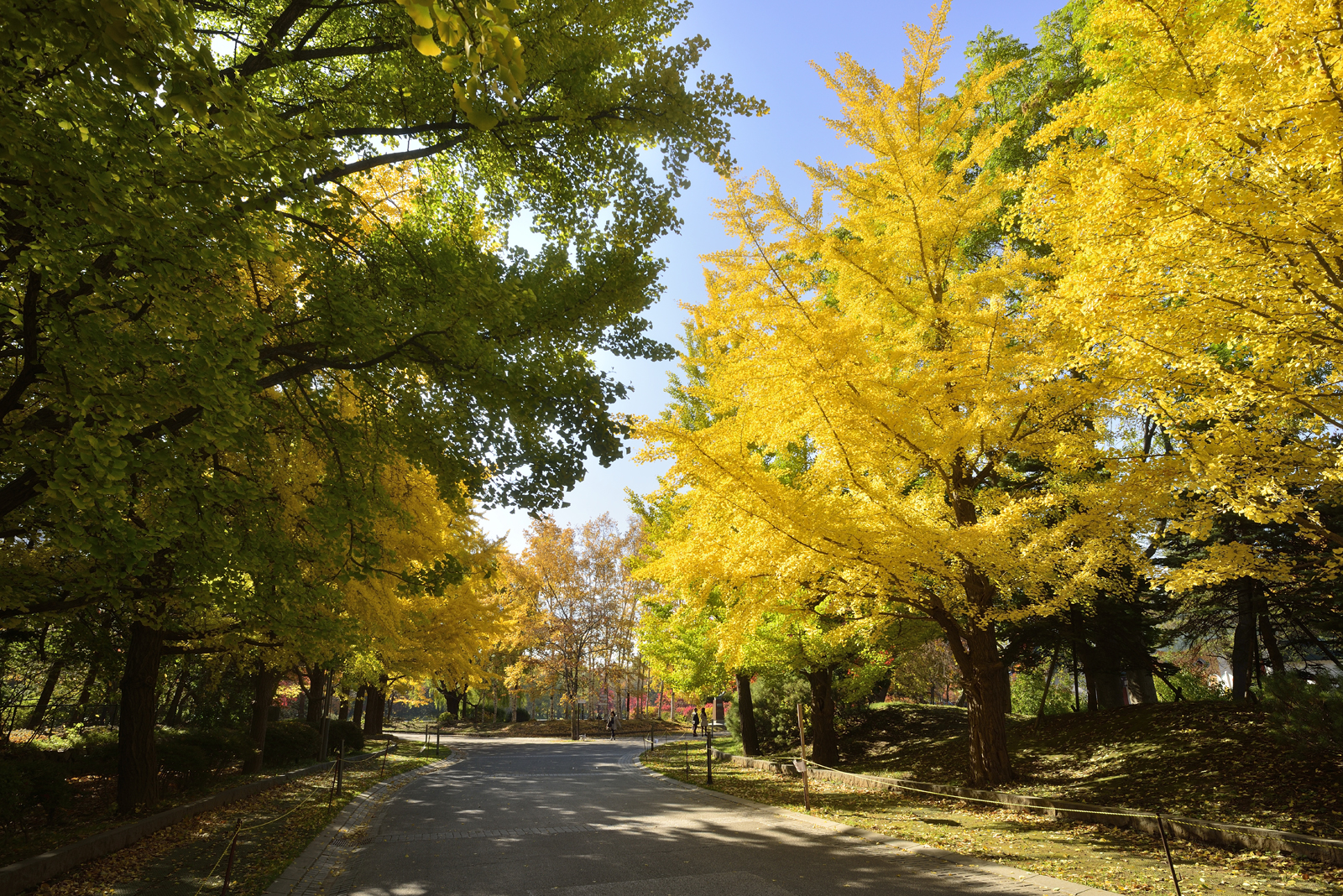 Nakajima Park