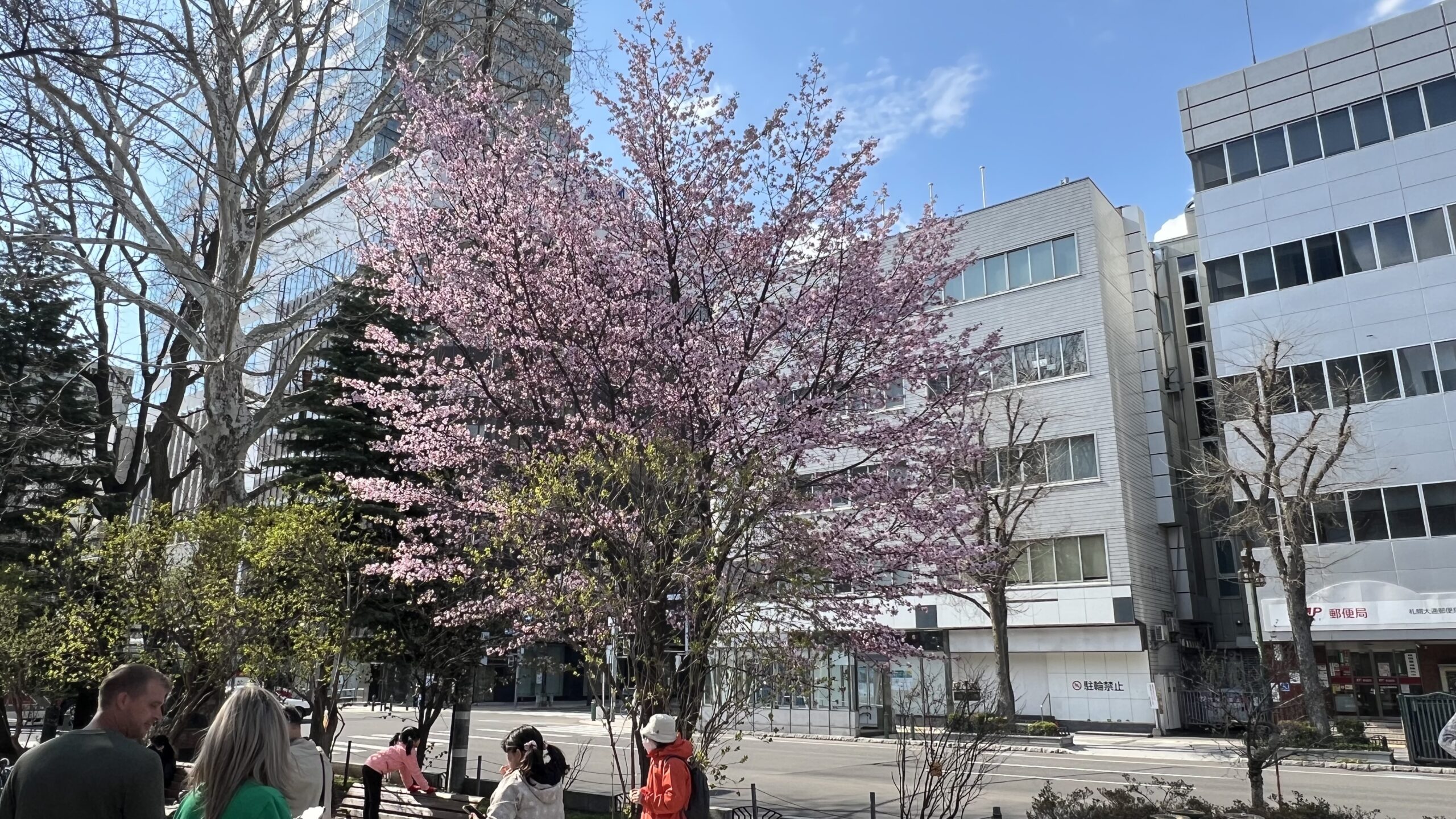 Ōdōri Park Sakura