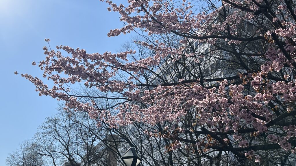 Ōdōri Park Sakura