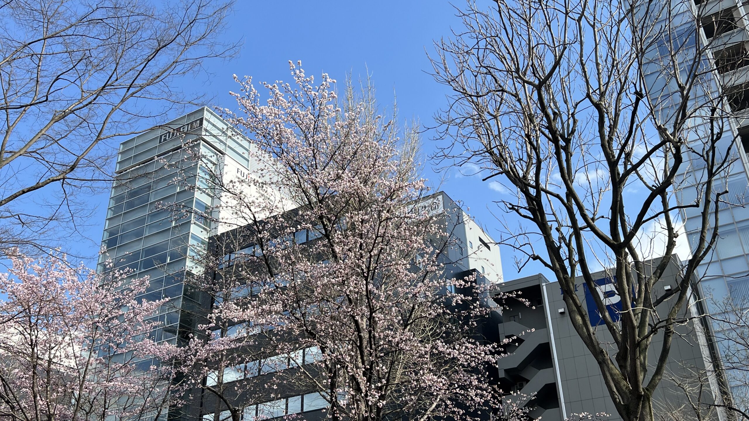 Ōdōri Park Sakura