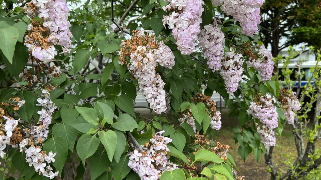 Sapporo Lilac Festival