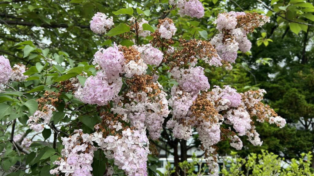 Sapporo Lilac Festival